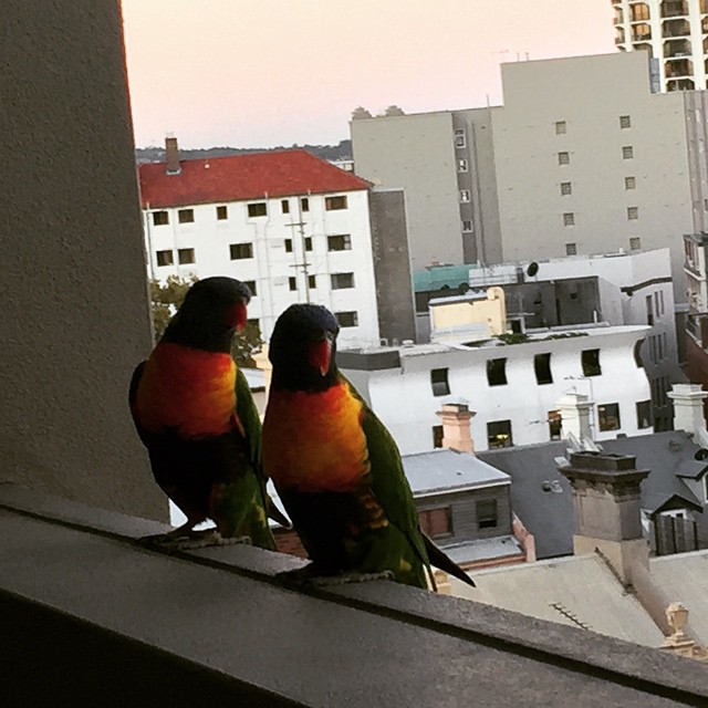 Balcony Visitors