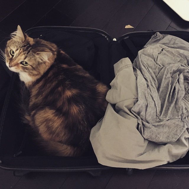 Sybil in Luggage