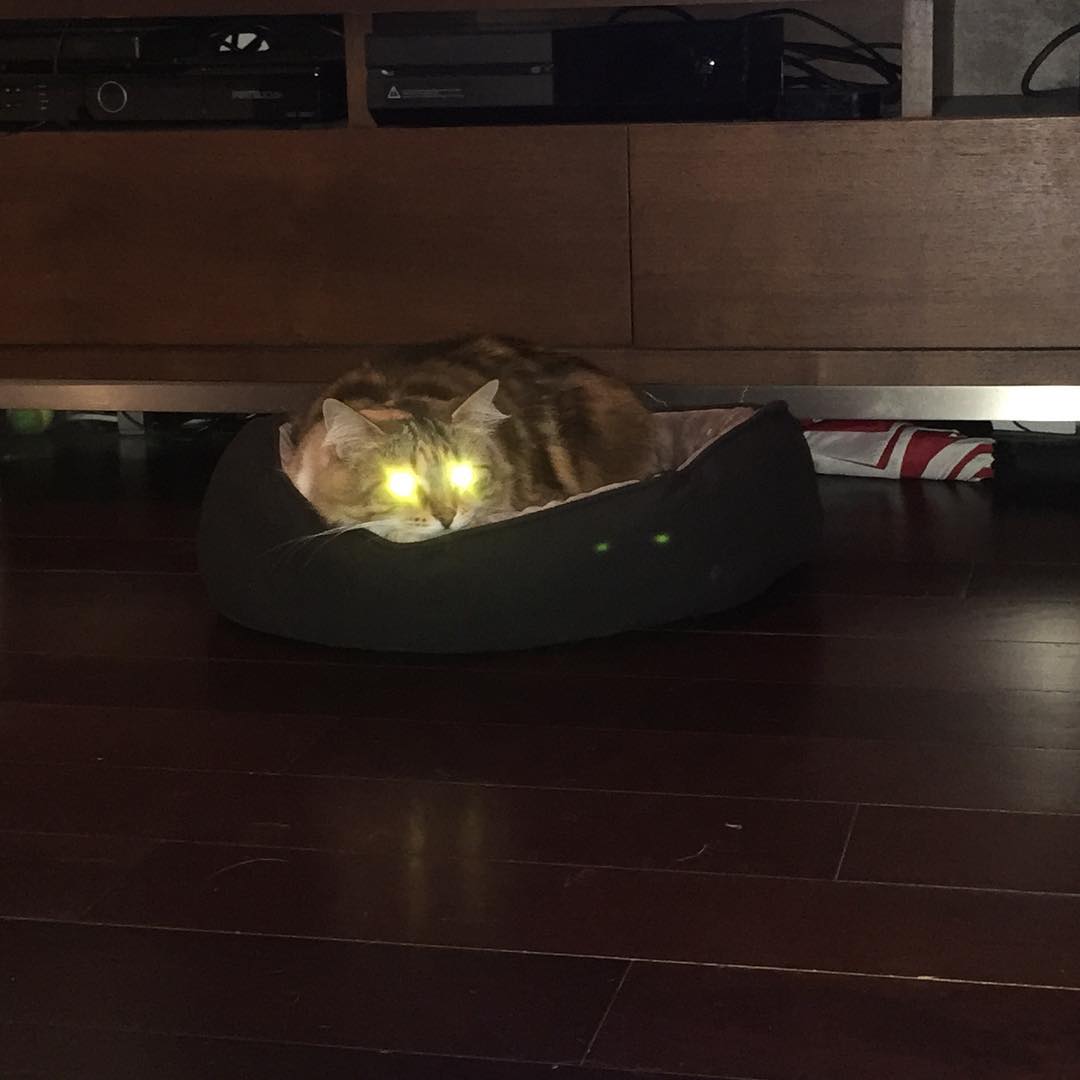 Cats with lasers