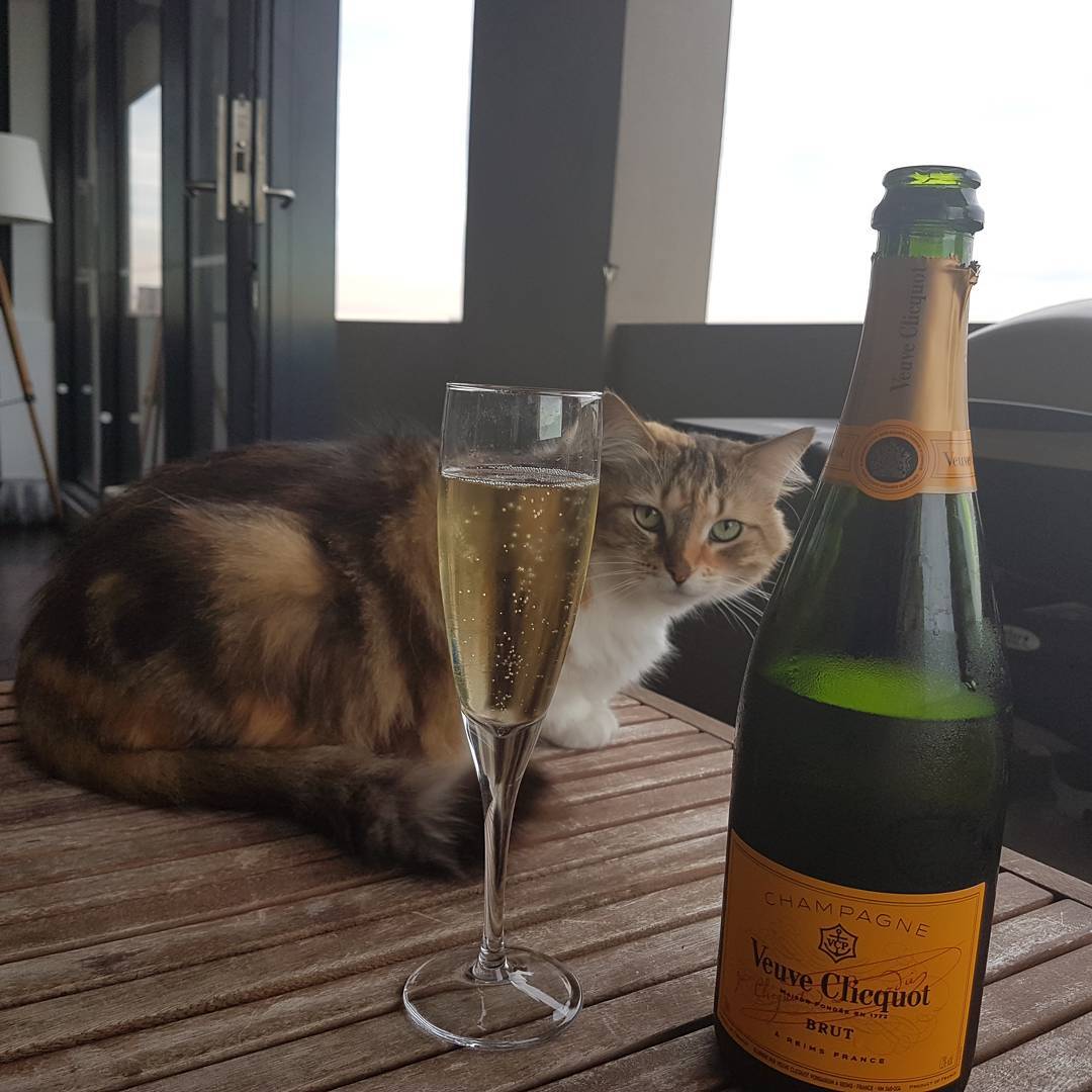 Cat Champagne