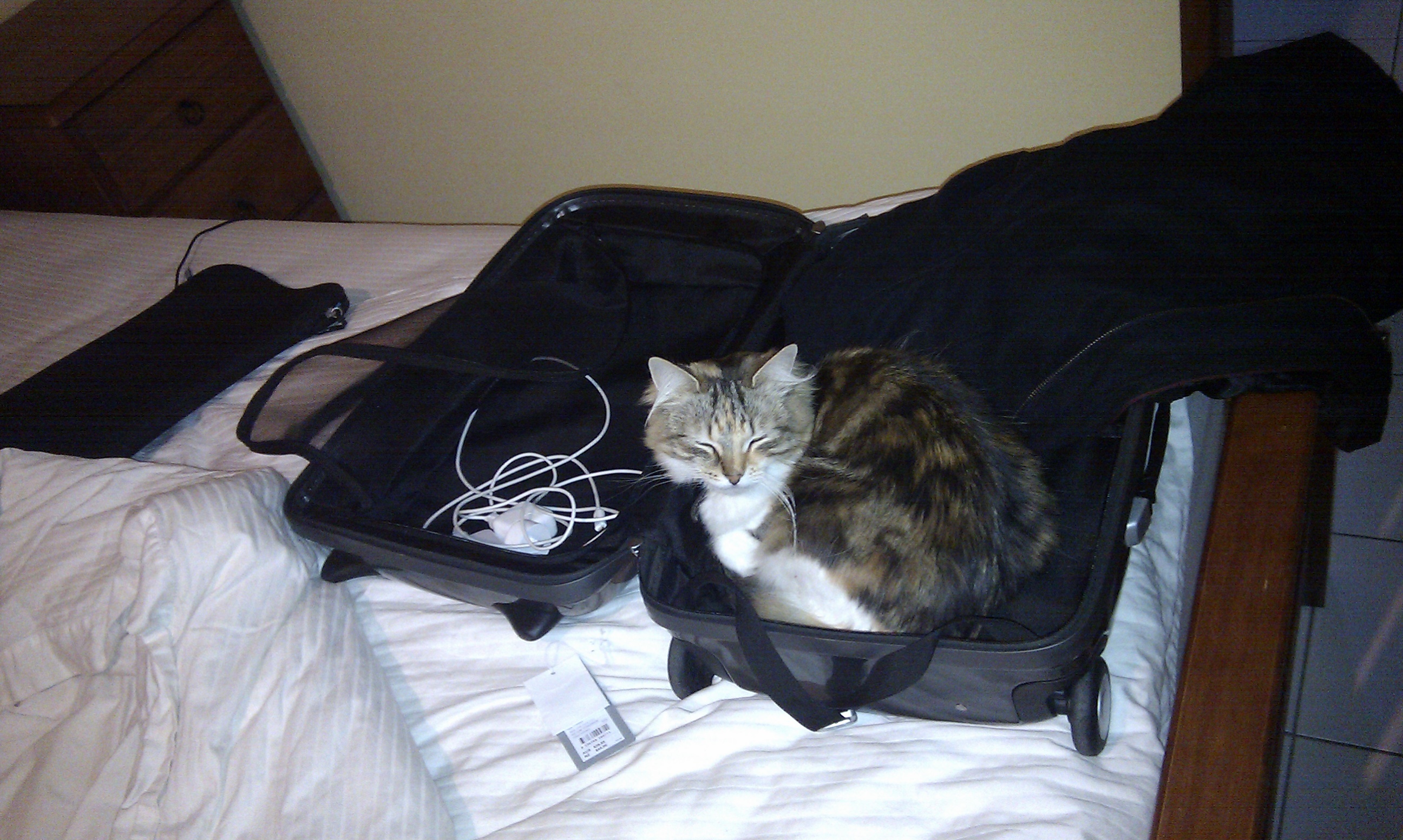 Sybil wants to come